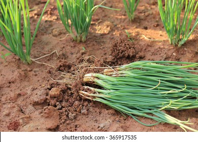 Spring Onions, Harvested Vegetables In The Garden.