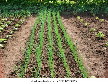 Spring onions, tomato and green bean seedlings in the garden. Backyard gardening home grown vegetables.