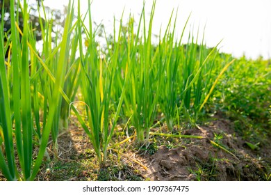 Spring Onions Vegetable Garden In Organic Farm In Rural