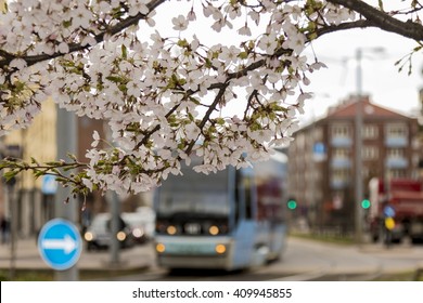 Spring In Oslo, Norway