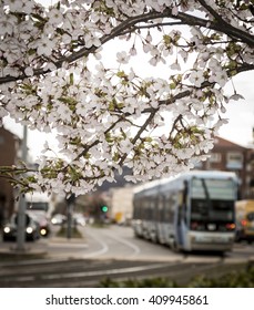 Spring In Oslo, Norway