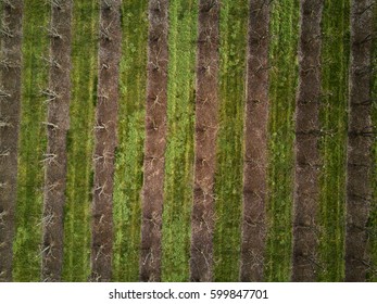 Spring over the orchard with empty trees
