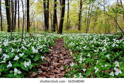 Spring Panoramic Landscape. Trillium Line A Forest Trail As Spring Arrives To The Great Lakes Region. Trillium Are The Official Wildflower Of Ohio And Ontario. Lakeport, Michigan.