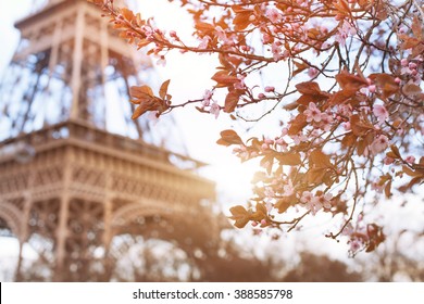 Spring In Paris