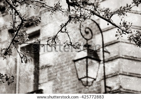 Spring in Paris. Blossoming Sakura tree and typical Parisian building. Retro aged photo with scratches. Black and white.
