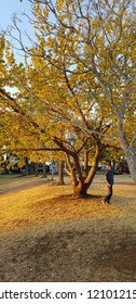 Spring in the Park