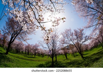 Spring park with cherry blossoms in full bloom
