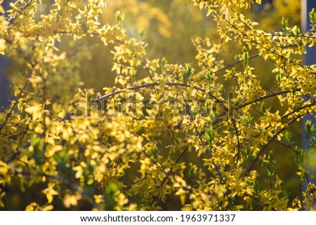 In spring the park is covered with a background of yellow flowers