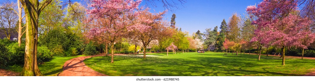 Spring Park Landscape. Panoramic View Of A Park