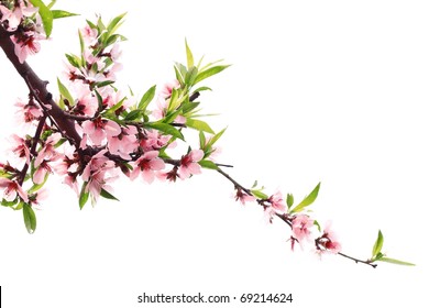 Spring peach blossom isolated on white