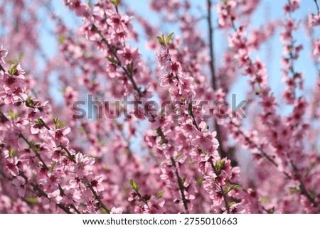 spring in the peach orchard in full spring bloom	
