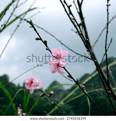 In spring, peach trees bloom profusely in the high mountainous regions of Vietnam.