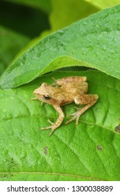 Spring Peeper On Leaf Stock Photo 1300038889 | Shutterstock