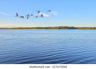 Spring photo of flying seagull over water in the dusk. A flock of birds flies over the blue rippling sea water to fish in a clear sky. A serene landscape view of a congregation of .seagull flying