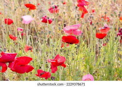 Spring photo, white background and poppies - Shutterstock ID 2229378671