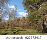 Spring pine forest
