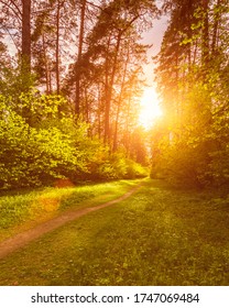 Spring pine forest in sunny weather with bushes with young green leaves glowing in the rays of the sun and a path that goes into the distance. Sunset or sunrise among the trees.