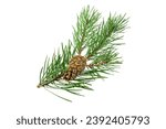 spring pine on a white isolated background