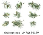 spring pine on a white isolated background