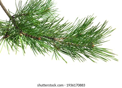 spring pine on a white isolated background - Powered by Shutterstock