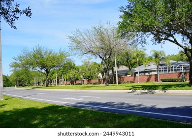 Spring pine tree and road in Florida
