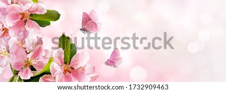 Spring pink apple blossoms with flying butterfly on pink blurred background. Copy space