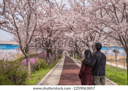 Spring pink cherry blossom tree and walk path in Busan, South Korea with love couple