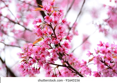 桜 散る の写真素材 画像 写真 Shutterstock