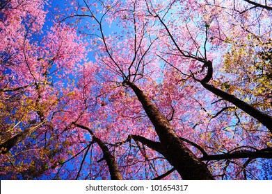 Spring Pink Cherry Blossoms with Blue Sky Background
