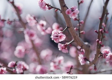 Spring pink flowers on a tree. Blooming from the branches. International Women's Day.