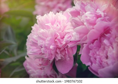 465 Pentecost peony Images, Stock Photos & Vectors | Shutterstock