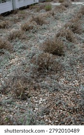 Spring plant sprouting after winter dormancy.