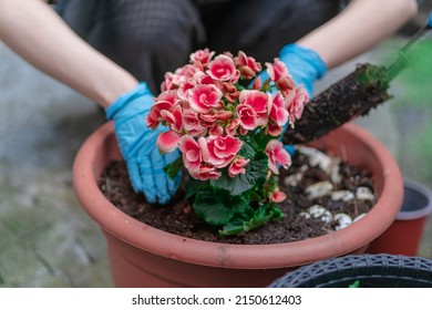 Spring planting of begonia flowers in a large outdoor pot in the courtyard of the house in the morning, hands in blue gloves of a young woman doing gardening.