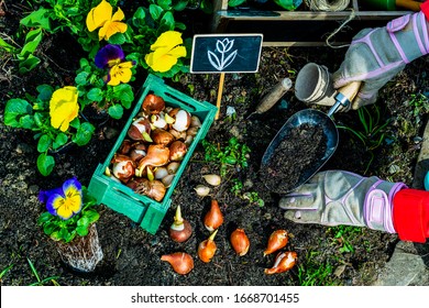 Spring Planting Bulbs And Flowers In The Garden. 