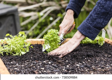 Spring Planting/ Planting Organic Seedlings In A Raised Garden Bed 