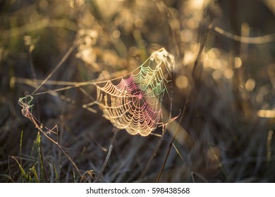 Spring plants