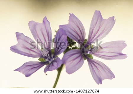 Similar – Foto Bild Anemonen Blume Frühling