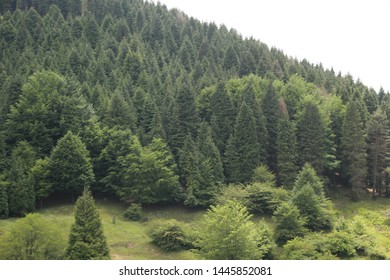 Spring plants in a forest
