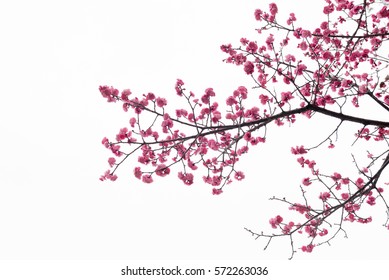 Spring plum