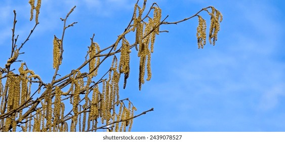 Spring pollen flight, pollen allergy background banner panorama - Common hazel, hazelnut shrub tree ( Corylus avellana ) with pollen catkins and yellow flower pollen, illuminated by the sun