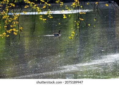 Spring Pollen Floating On The Surface Of A River.