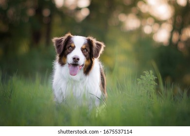 Spring portrait of Australian shepherd