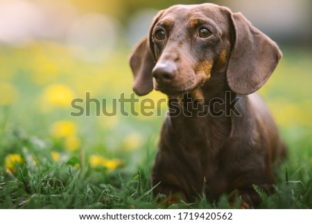 Spring portrait of a brown dachshund with defocused green and yellow background