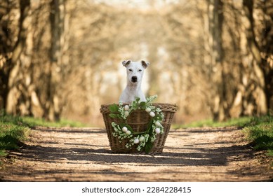 Spring portrait of a dog sitting in a basket. Easter holidays are a symbol of spring. - Powered by Shutterstock