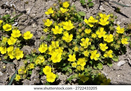 In spring, potentilla grows in the wild