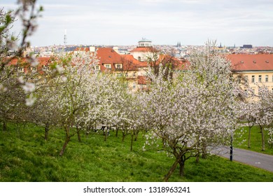 Spring Prague Petrin Hill