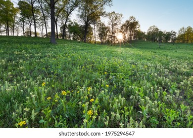 Spring Prairie Flowers By A Savanna