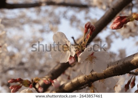 Spring Prelude Played by Cherry Blossom Buds Before Blooming