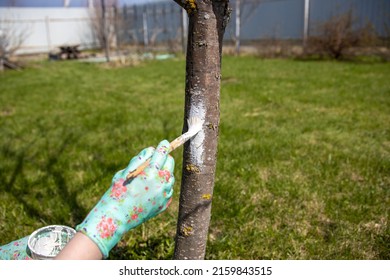 Spring preventive work in the garden. Applying whitewash to wood. Apple tree trunk, protection against pests and diseases, chalk whitewashing.