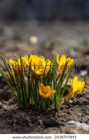 Spring primroses. Blooming crocuses on a green meadow. Crocuses as a symbol of spring. Blooming yellow crocus.